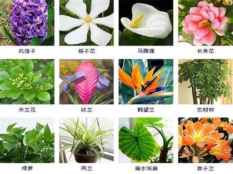 植物名稱大全|植物名字大全集 100种